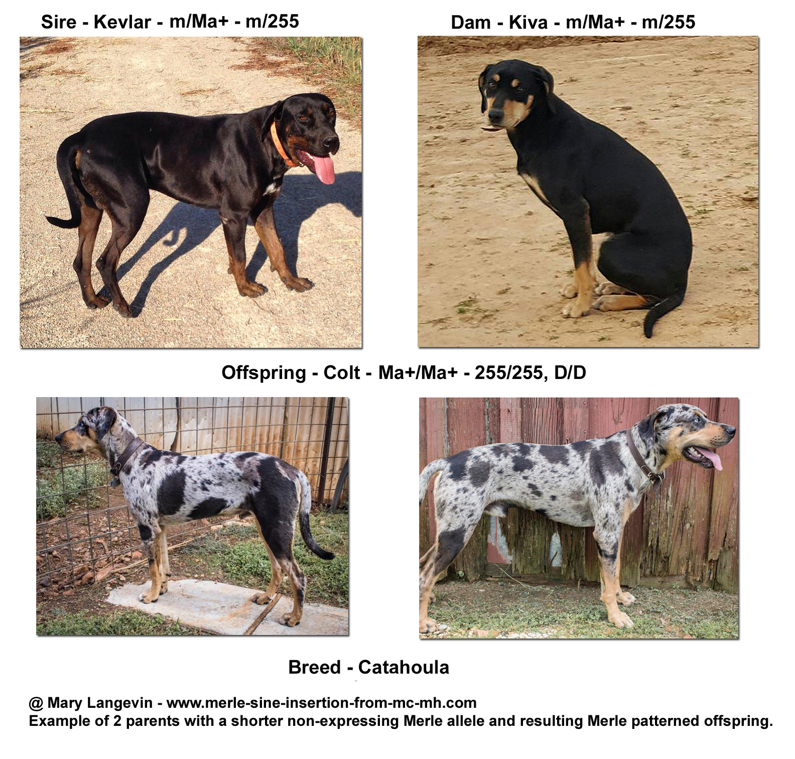 Defining Mc Cryptic Merle Merle SINE Insertion from Mc Mh